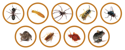 Common Pests