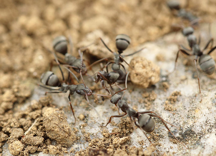 Ants